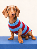 Polo Rayas Pets