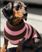 Polo Rayas Pets